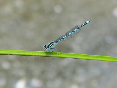 libellula, Libellula blu, zona umida, foglia, insetto volante