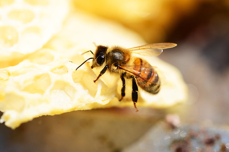buckfast, insect, honey, bee, worker bee, wings, stripes