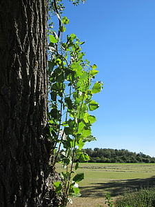 ポプラ x canadensis, ポプラ, ツリー, 新鮮です, 苗木, 撮影, 植物学