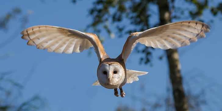 Free photo: barn owl, bird, owl, nature, wildlife, prey, wings | Hippopx