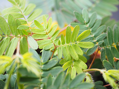 미모사, 잎, 그린, pinnate, 미모사 pudica, 부끄럼에 민감한 식물, 민감한 식물