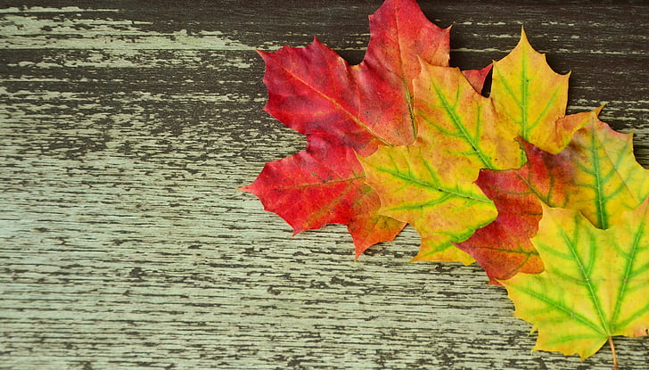 bakgrund, hösten, lämnar, färgglada, gyllene höst, blad i höst, falla lövverk