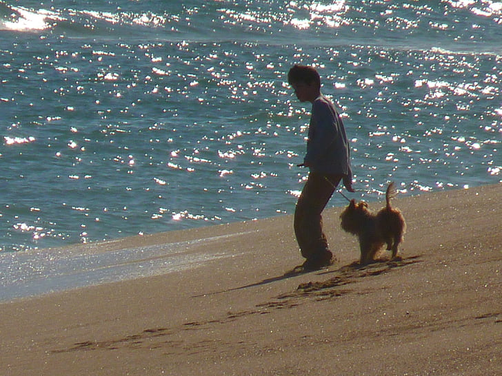 praia, mar, criança, cão, jogar, animais de estimação, ao ar livre