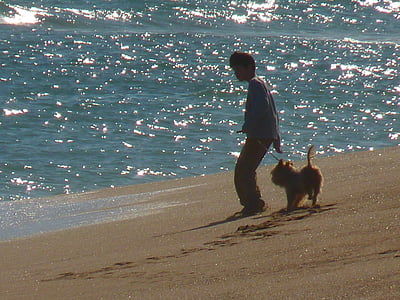 beach, sea, child, dog, play, pets, outdoors