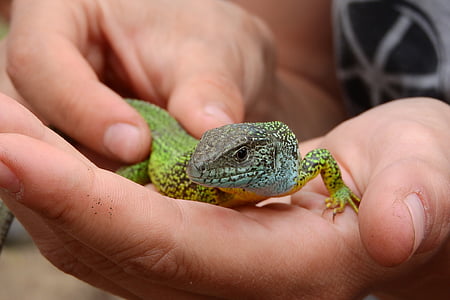lizard, green, reptile, lacerta viridis