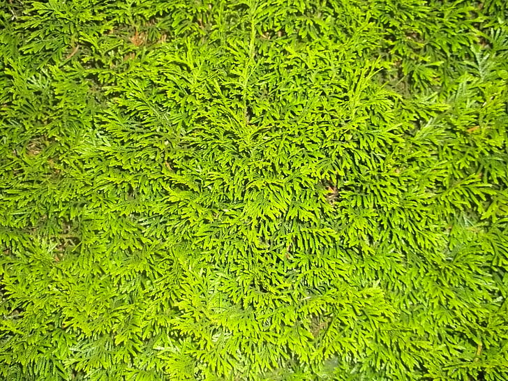 hedge, green, plant, background, texture, structure, nature