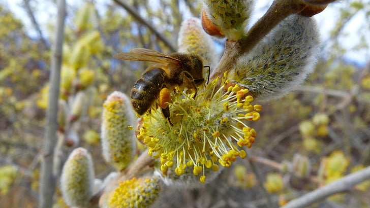 insecten, Bee, voedergewassen, macro, bloei, lente, Tuin