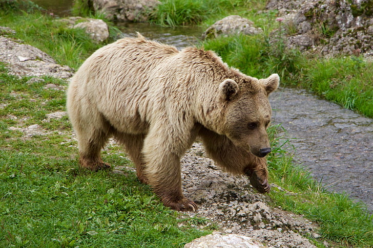 natur, dyr, Siberian bear, Bjørn, brun bjørn, Wildlife, dyr
