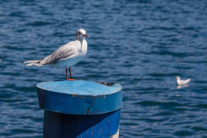 seagull, bird, pile, water, seevogel, wood pile, port