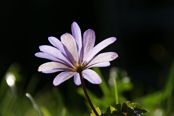 Anemone, agri nobriedis, Pavasaris, puķe, Violeta, Violeta, zieds