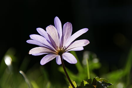 anémona, bloomer de principios, primavera, flor, púrpura, violeta, flor