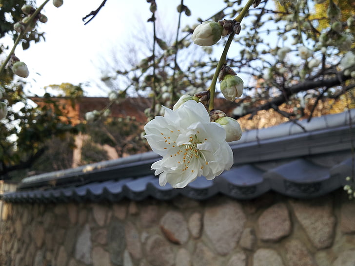 blomster, Kobe, Mikage
