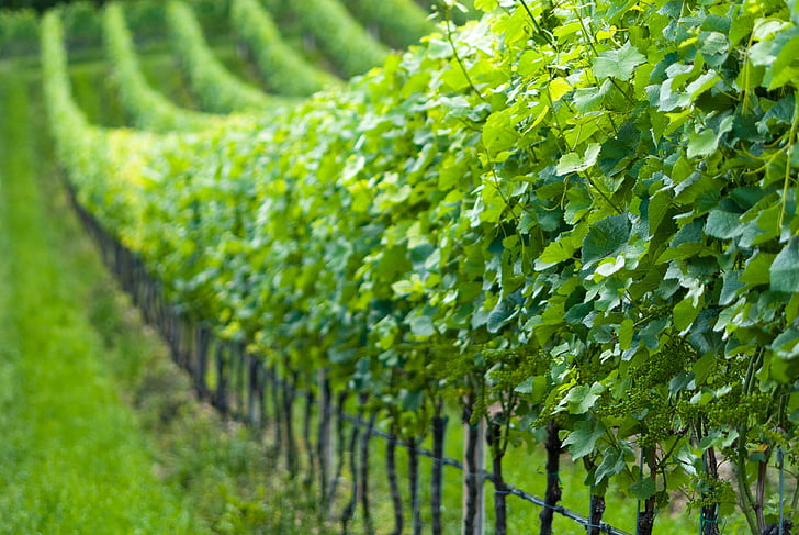 vinya, natura, vinyes, raïm, vinya, Rebstock, Itàlia