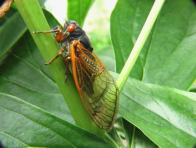 Cicala, insetto, bug, natura, foglia, colore verde, animali-i temi