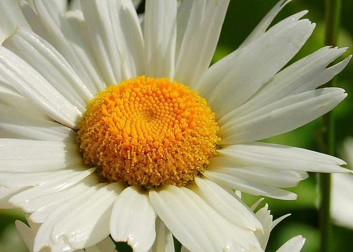 Daisy, kwiat, flowerhead, żółty, biały, żółte kwiaty, wiosna