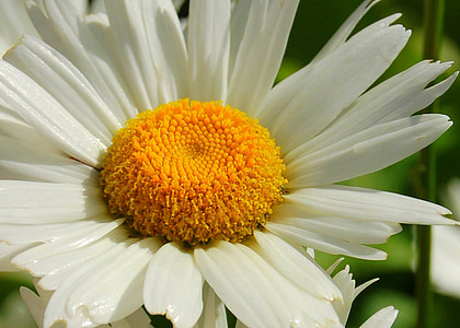 Margarida, flor, flowerhead, groc, blanc, flors grogues, primavera