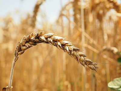 pšenice, Spike, žita, zrn, polje, žitno polje, koruzno polje