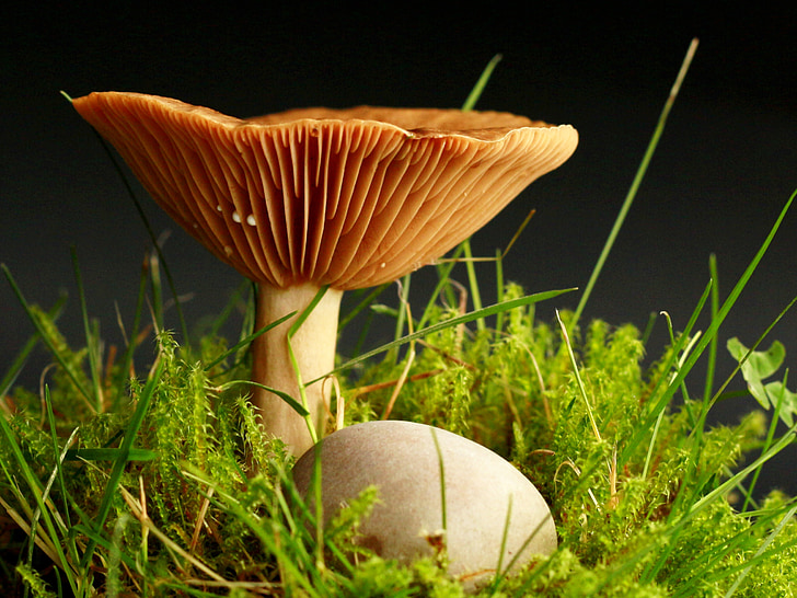 mushroom, forest, moss, mushroom picking, garden, light brown, stone