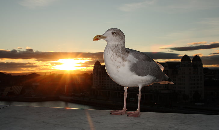 Seagull, naturliga, solnedgång, Oslo, fågel, havet