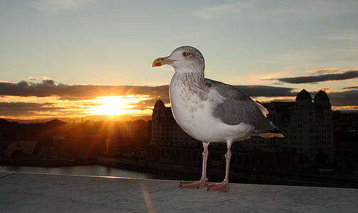 Seagull, natural, puesta de sol, Oslo, pájaro, mar