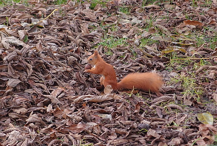 squirrel, nature, walnut, rodent, animals, living nature, in the park