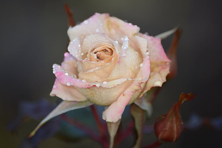 slējās, puķe, rozā roze, daba