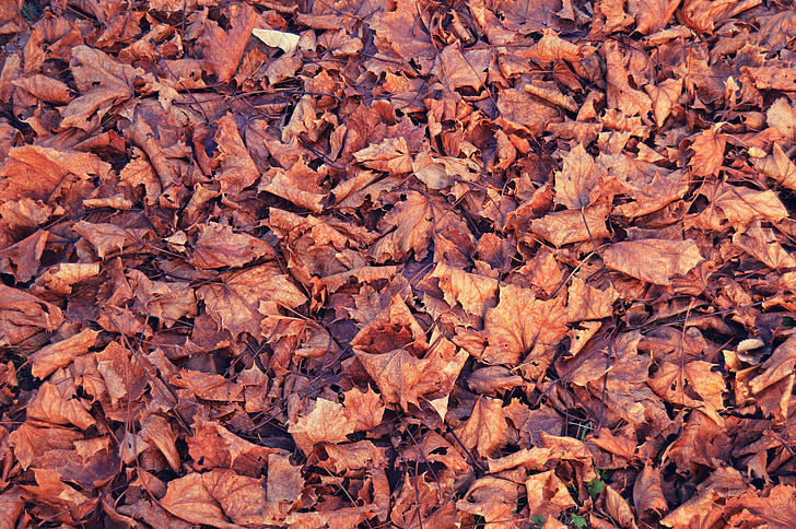 hojas, caída, temporada, rojo, temporada, Arce, al aire libre