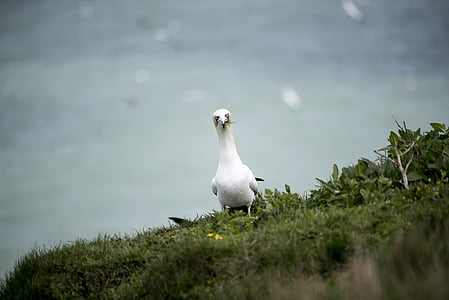 Gannet, Seabird, prosto živeče živali, obalnih