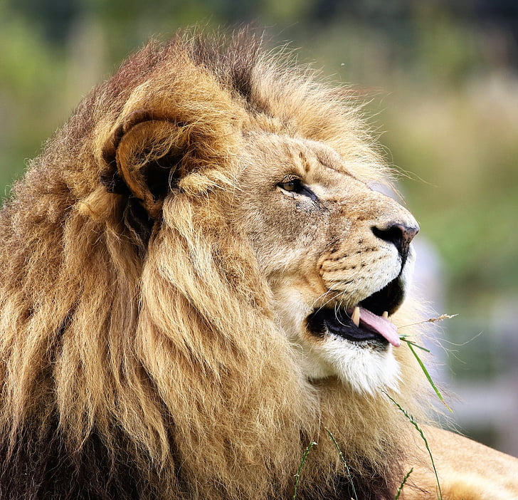 lev, Velika mačka, velik, mačka, prosto živeče živali, divje, zveri