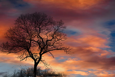 dramatic sky, clouds, tree, silhouette, sunset, colorful, weather