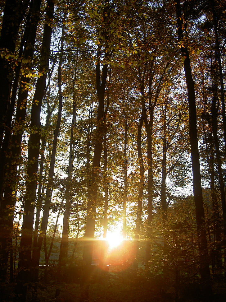 skogen, hösten, solnedgång, Twilight