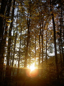 forest, autumn, sunset, twilight