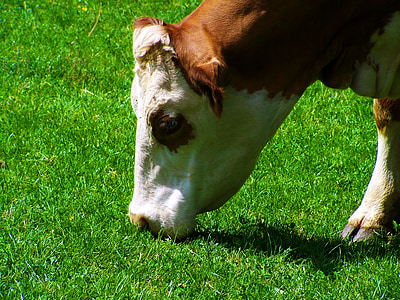 sapi, padang rumput yang hijau, hewan