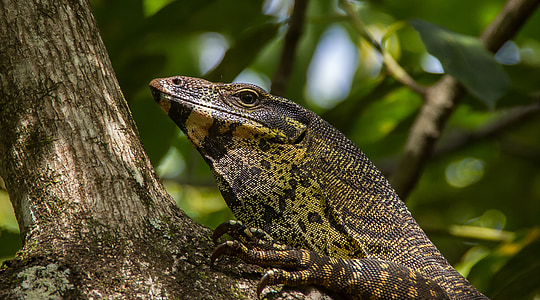 monitor lizard, goanna, reptile, scales, black, yellow, wildlife
