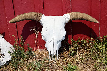bull, bull skull, horns, cow, beef, cattle, animal skull