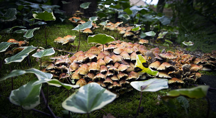 gljive, šuma, biljka, smeđa, prirodni, jesen, hrana