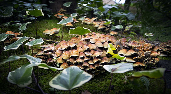 грибы, лес, завод, коричневый, природные, Осень, питание