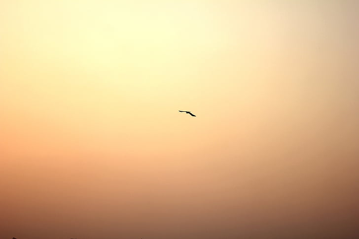 fågel, solen, glöd, Sky, solnedgång, flygande, naturen