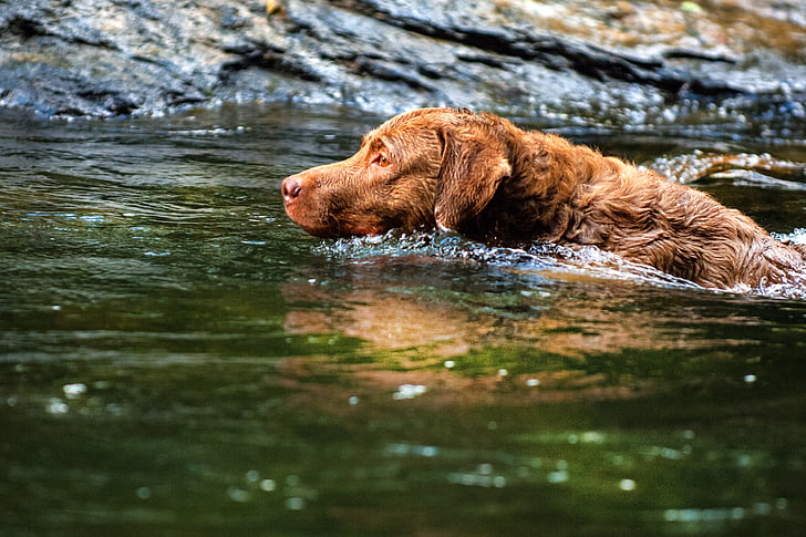 Hund, Chesapeake Bay retriever, Haustiere, ein Tier, Wasser, Tiere in freier Wildbahn, Tierthema
