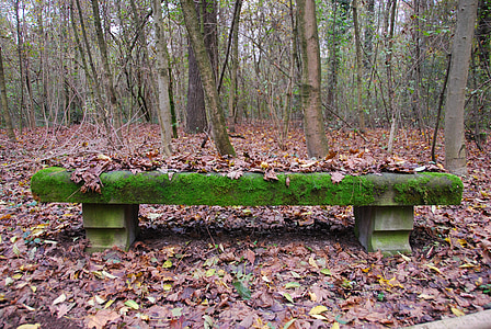 bench, moss, autumn, forest, nature, green, tree