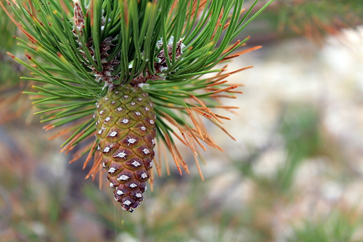 pine cones, conifer, tap, forest, nature, green, brown