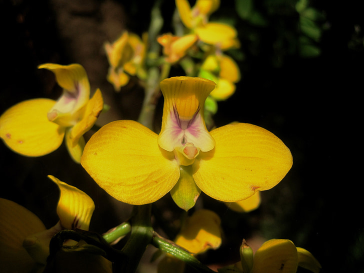 Orchid, blomma, gul, ljusa, delikat, exotiska, naturen