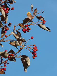 bobice, voće, Crveni, drvo, bobica crvenog, pravi whitebeam, Sorbus aria