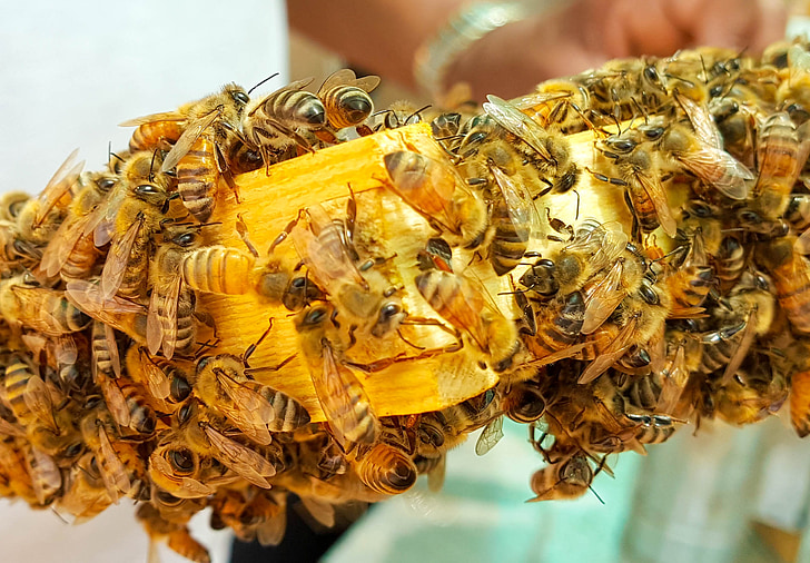 Bee, bier, honning, honningbier, voks, hive, ramme