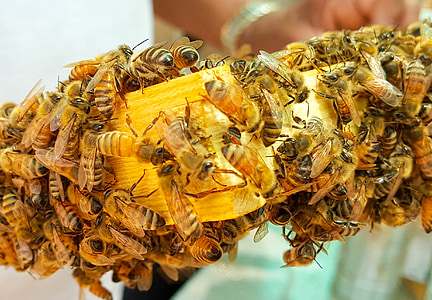Bee, včely, med, včely, vosk, úľ, Rám