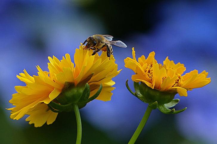 abelha, abelha, APIs, inseto, jardim