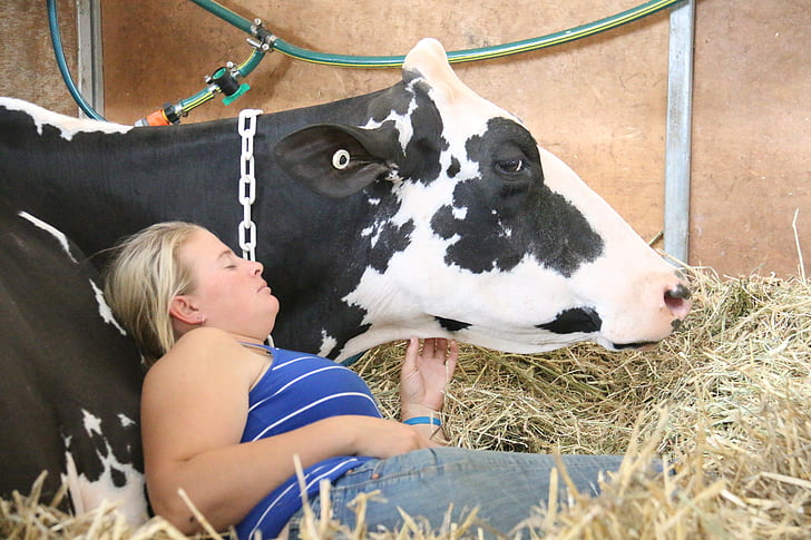 vaca, Holstein, para dormir, productos lácteos, agricultura, ganado, ganado