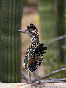 Roadrunner, uccello, Cactus, Arizona, natura, animale, deserto