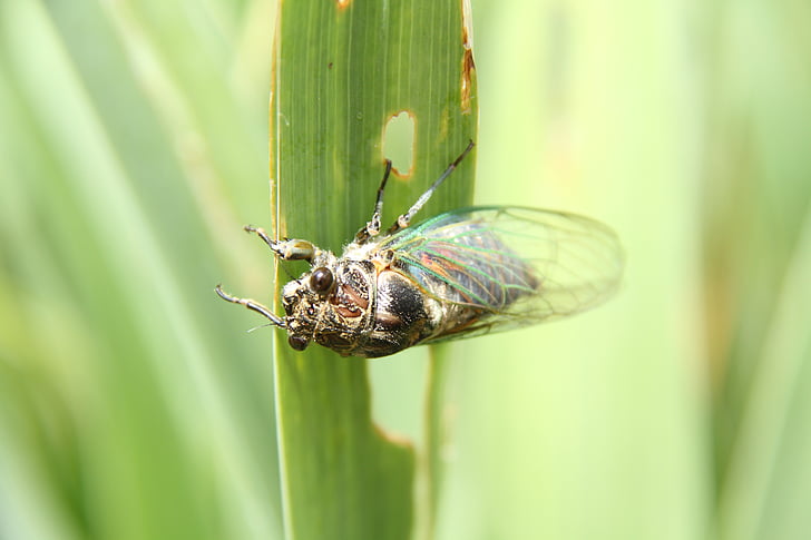 Cicada, makro, trädgård