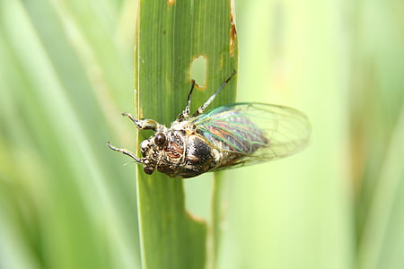 cicada, macro, garden